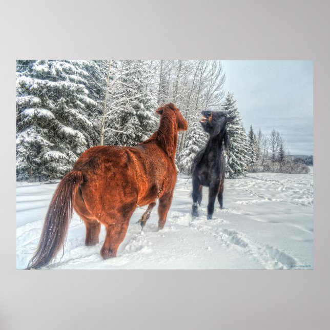 Two Ranch Horses Playfighting in Winter Snow III Poster (Front)