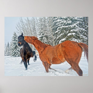 Two Ranch Horses Playfighting in Winter Snows Poster
