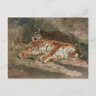 Two Recumbent Tigers (1887) Postcard