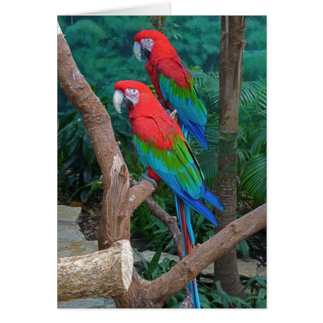 Two Red and Green Winged Macaws Ara Chloropterus (Front)