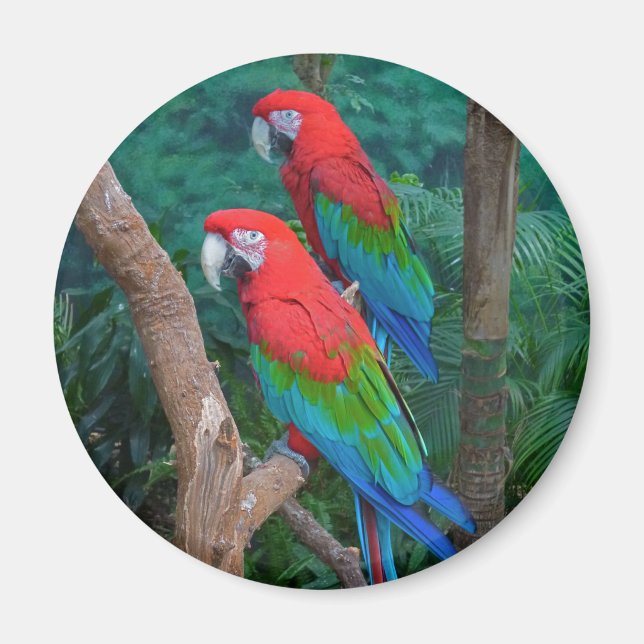 Two Red and Green Winged Macaws Ara Chloropterus Magnet (Front)