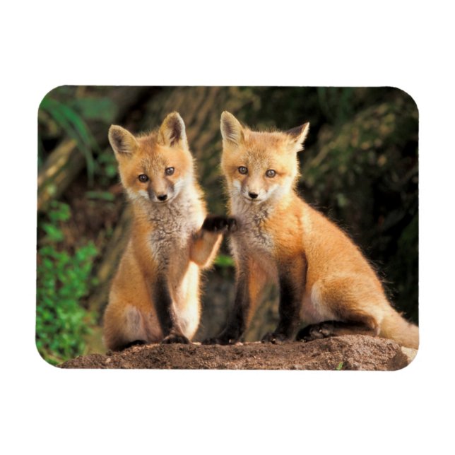 Two Red Fox Pups in Front of Their Den Magnet (Horizontal)
