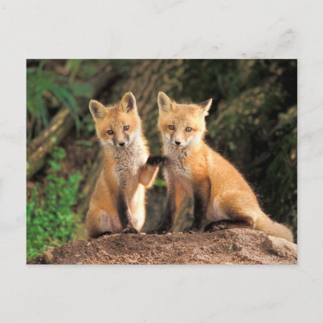 Two Red Fox Pups in Front of Their Den Postcard (Front)