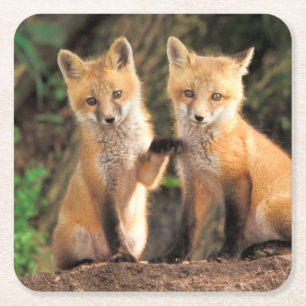 Two Red Fox Pups in Front of Their Den Square Paper Coaster
