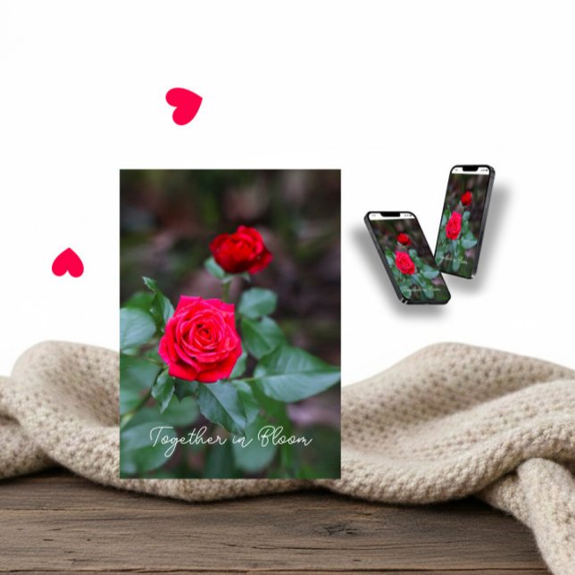 Two red roses for Valentine’s Day Card (Creator Uploaded)