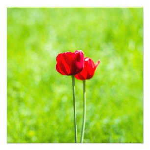 Two red tulip flowers photo print