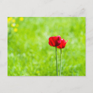 Two red tulip flowers postcard
