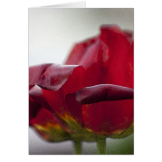 Two Red Tulips - Card