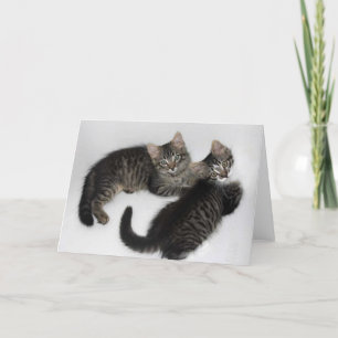 Two Rescued Kittens Blank Greeting Card