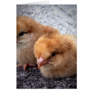 two rhode island red chicks photo vignette