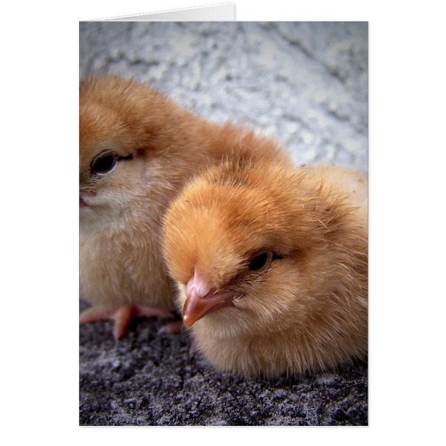 two rhode island red chicks photo vignette (Front)