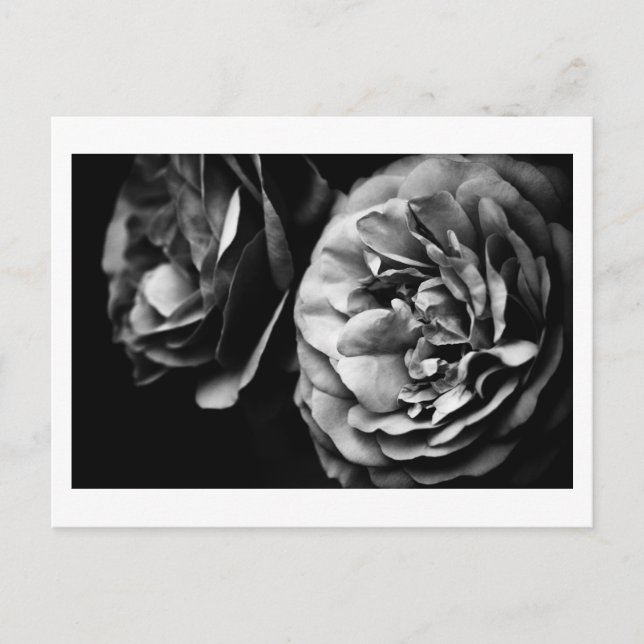 two roses postcard (Front)