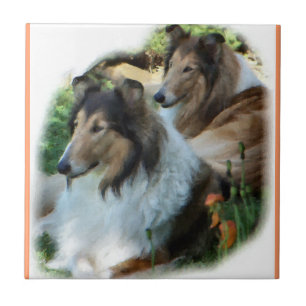 Two Sable Rough Collies Tile