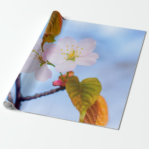 Two Sakura Flowers Of Pale Pink Colour In Spring Wrapping Paper