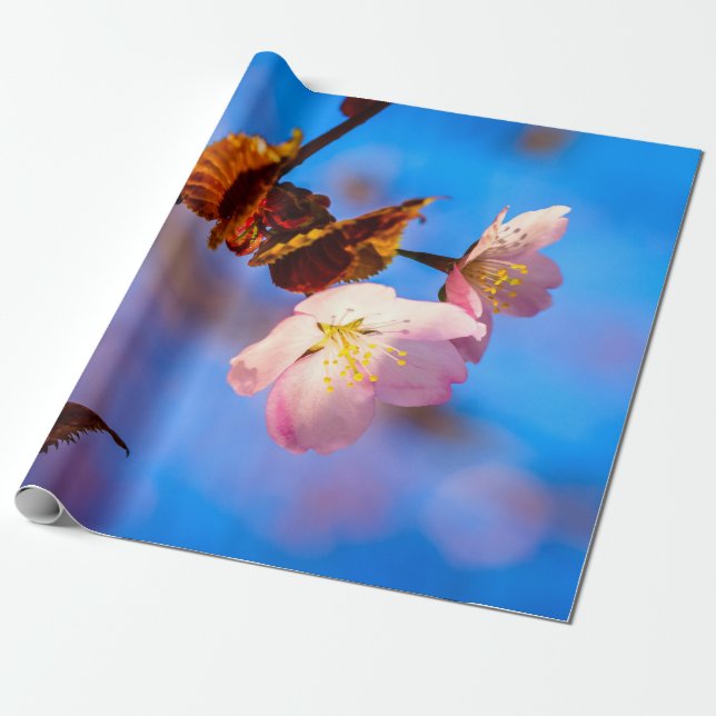 Two Sakura Flowers On Blue Wrapping Paper (Unrolled)