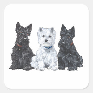 Two Scotties and a Westie Square Sticker