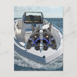 Two Scotties out on the Boat Postcard