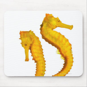 Two Sea Horses shoot on a white background in a Mouse Pad