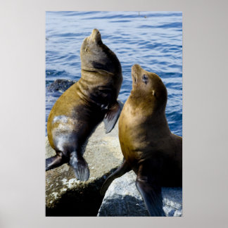 Two Sea Lions Sunning Poster