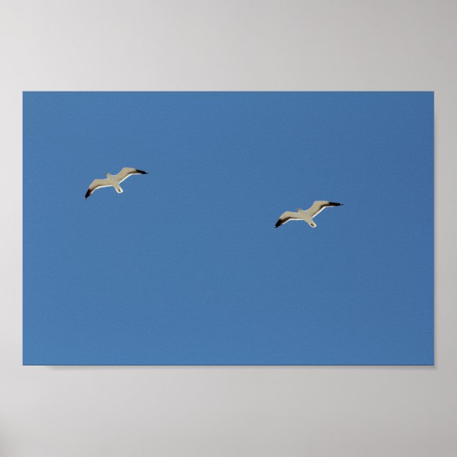 Two Seagull Birds Flying Clear Blue Sky Poster (Front)