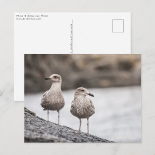 Two Seagulls Nature Photo Postcard