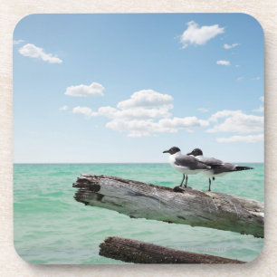 Two seagulls sitting on a dead tree sticking out coaster