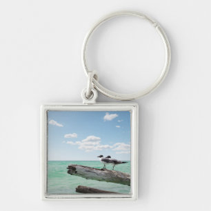 Two seagulls sitting on a dead tree sticking out key ring