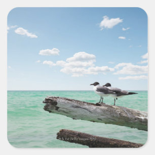 Two seagulls sitting on a dead tree sticking out square sticker