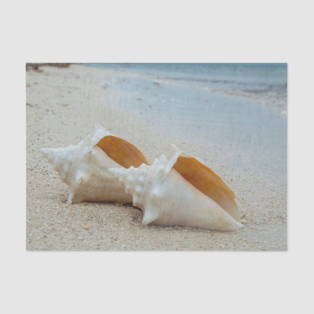 Two Seashells on the Ocean Beach  Tissue Paper (Front)