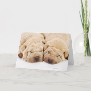 Two Shar Pei puppies sleeping Card