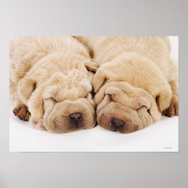 Two Shar Pei puppies sleeping Poster (Front)