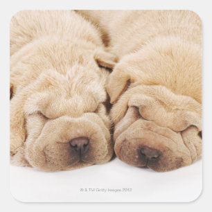 Two Shar Pei puppies sleeping Square Sticker