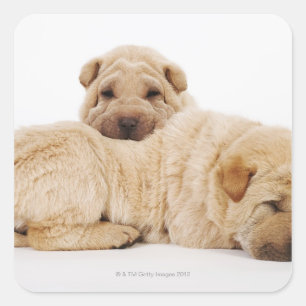 Two Shar Pei puppies sleeping, studio shot Square Sticker