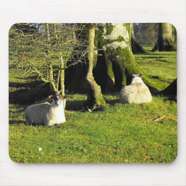 Two sheep at rest mouse pad (Front)