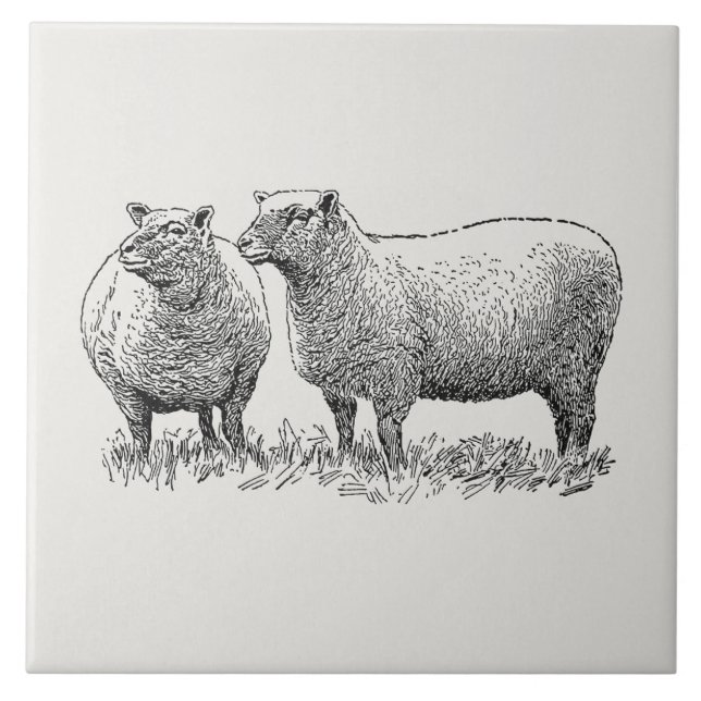 Two Sheep Illustrated Art Ceramic Tile (Front)