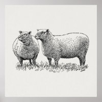 Two Sheep Illustrated Art