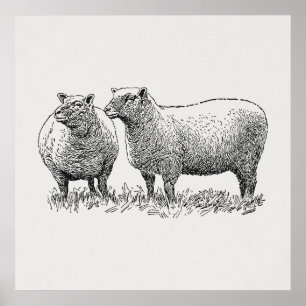 Two Sheep Illustrated Art Poster