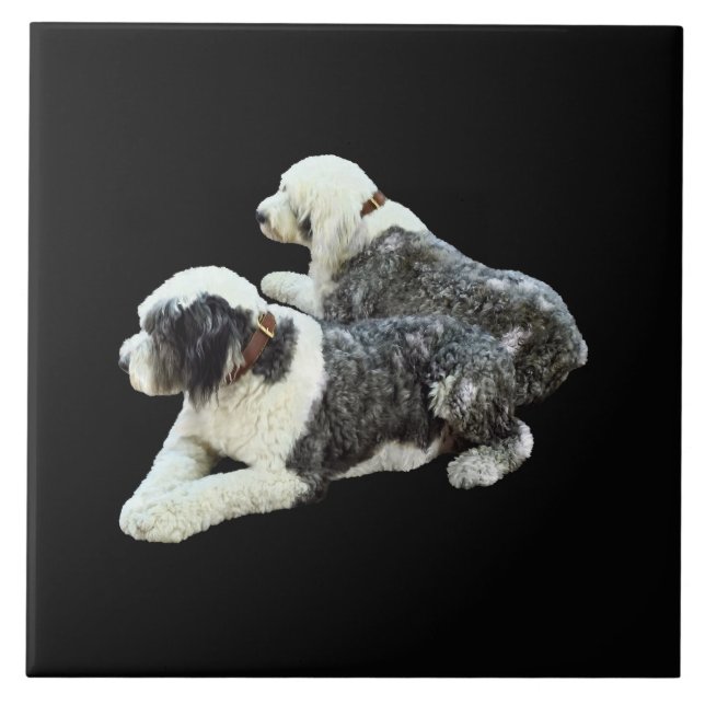 Two Sheepdogs Ceramic Tile (Front)