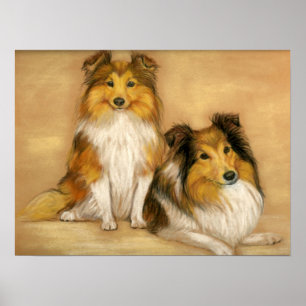 "Two Shetland Sheepdogs" Dog Art Print