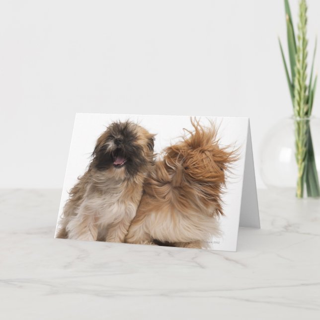 Two Shih-Tzus in the wind Card (Front)