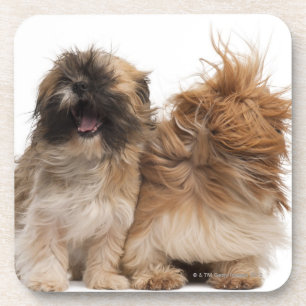 Two Shih-Tzus in the wind Coaster