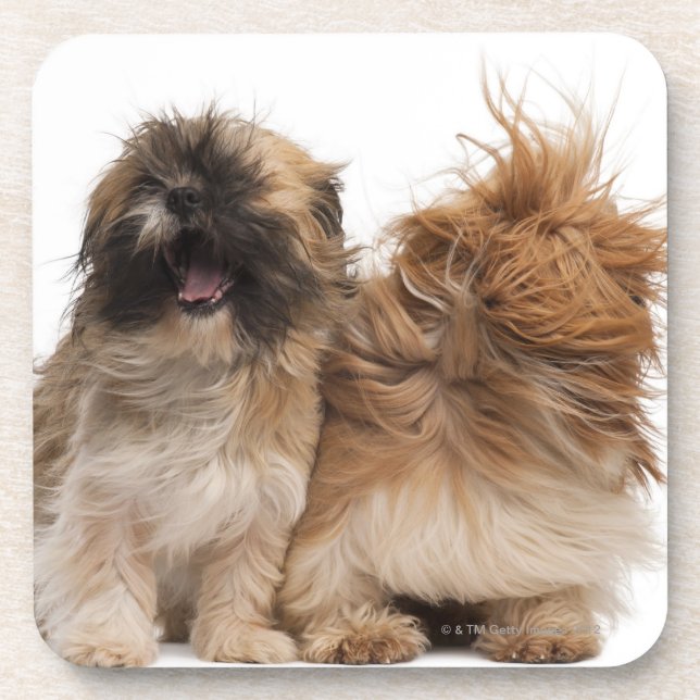 Two Shih-Tzus in the wind Coaster (Front)
