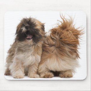 Two Shih-Tzus in the wind Mouse Pad