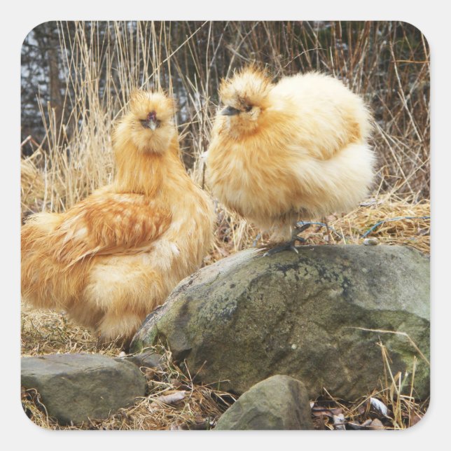 Two Silkie Chickens Sticker (Front)