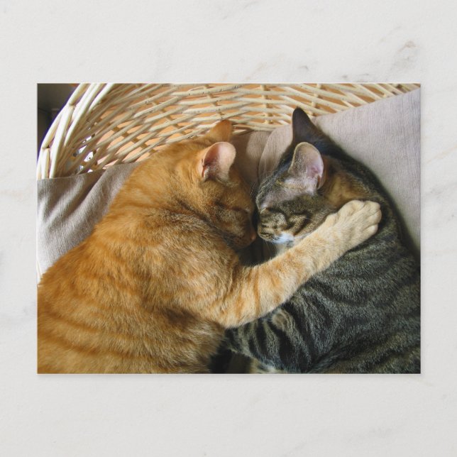 Two Sleeping Tabby Cats Cuddling Postcard (Front)