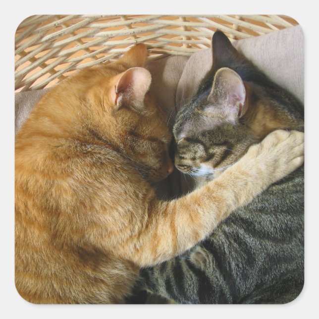 Two Sleeping Tabby Cats Cuddling Square Sticker (Front)