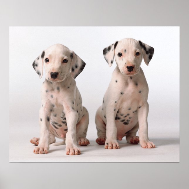 Two Small Black And White Dalmatian Puppies Poster (Front)