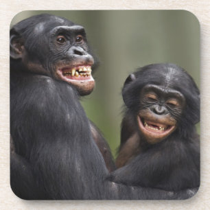 Two Smiling Bonobos Coaster
