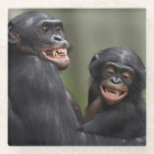 Two Smiling Bonobos Glass Coaster