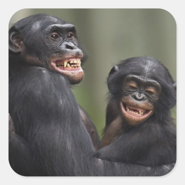 Two Smiling Bonobos Square Sticker (Front)